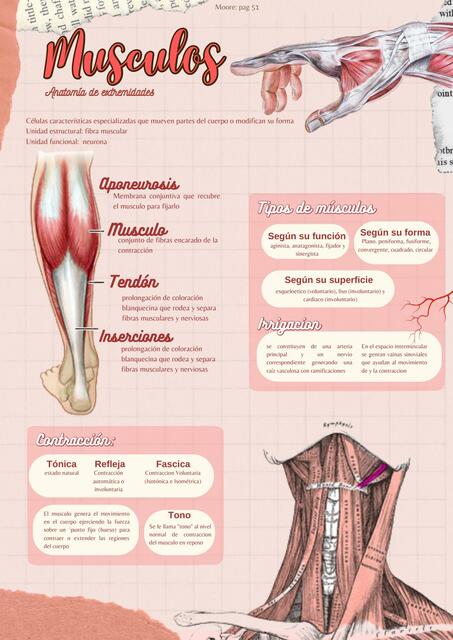 Musculos