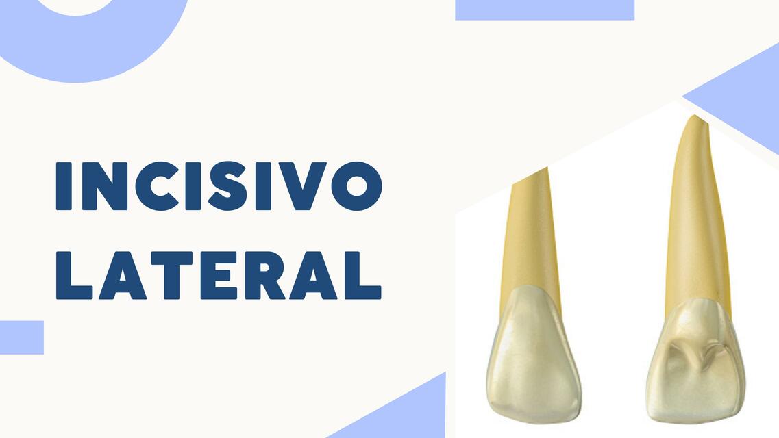 Incisivo lateral 