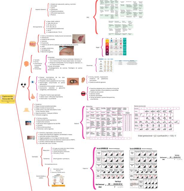 Exploración física del recién nacido de término