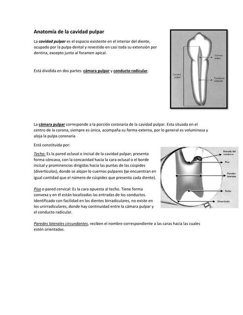 Anatomía de la cavidad pulpar