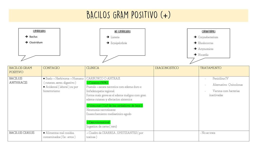 Bacilos  Gram  Positivo 