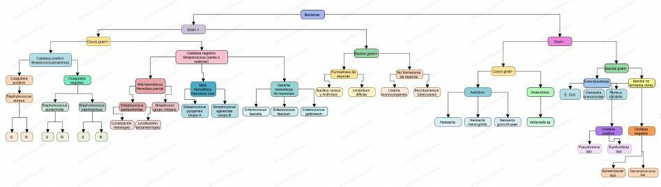 Clasificación bacterias