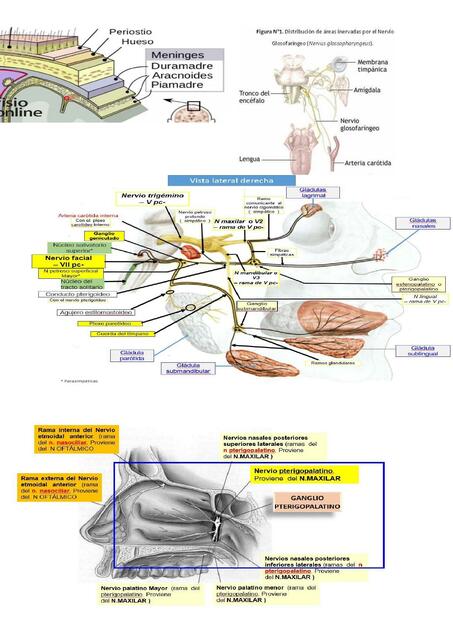 Anatomía   resumen