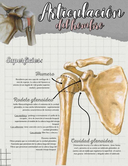 Articulación del hombro 1