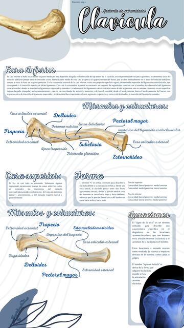 Anatomía clavícula 