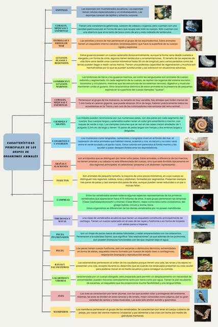 Características principales de los grupos de organismo animales