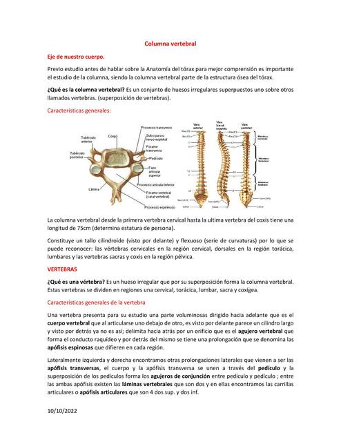 Columna vertebral