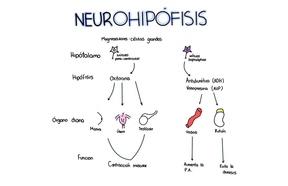 Neurohipófiis