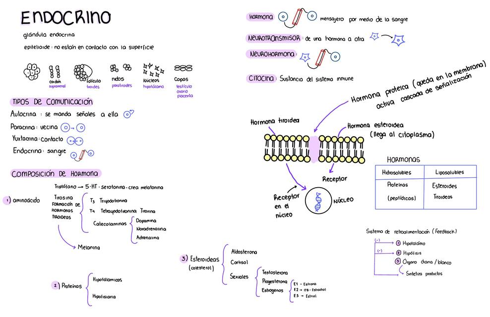 Histología Endocrino 