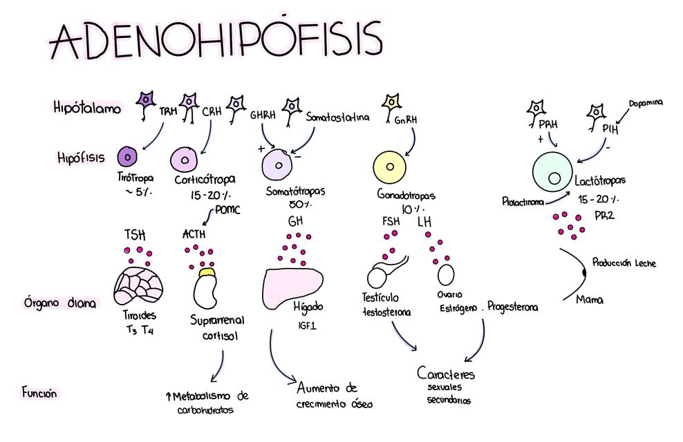 Adenohipófisis