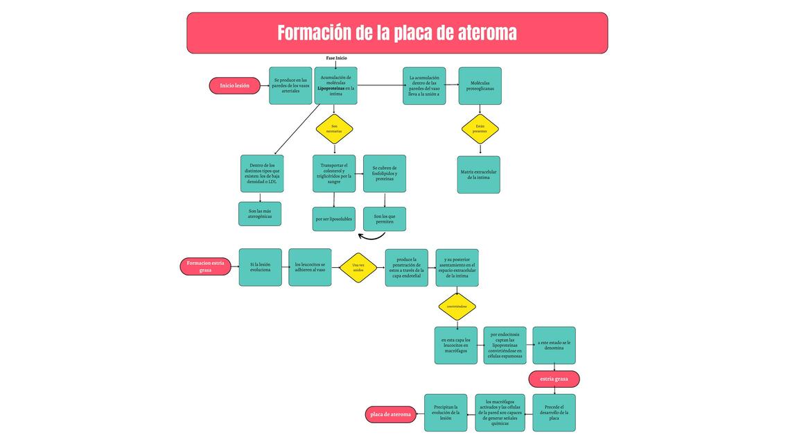 Formación de la placa de ateroma