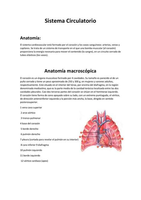 Sistema Circulatorio 