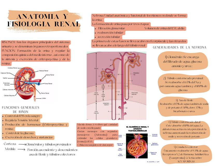 Anatomía y fisiología renal  