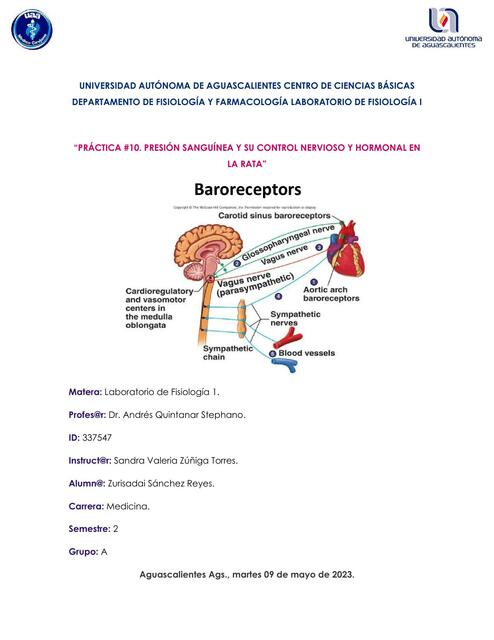 Presión Sanguínea y su Control Nervioso y Hormonal en la Rata