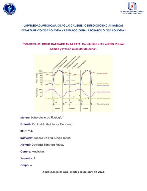 Ciclo Cardiaco en la Rata