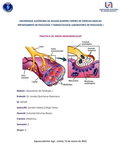 Unión Neuromuscular 