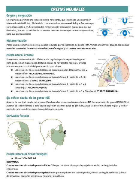 Crestas Neurales 