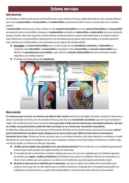 Sistema Nervioso 