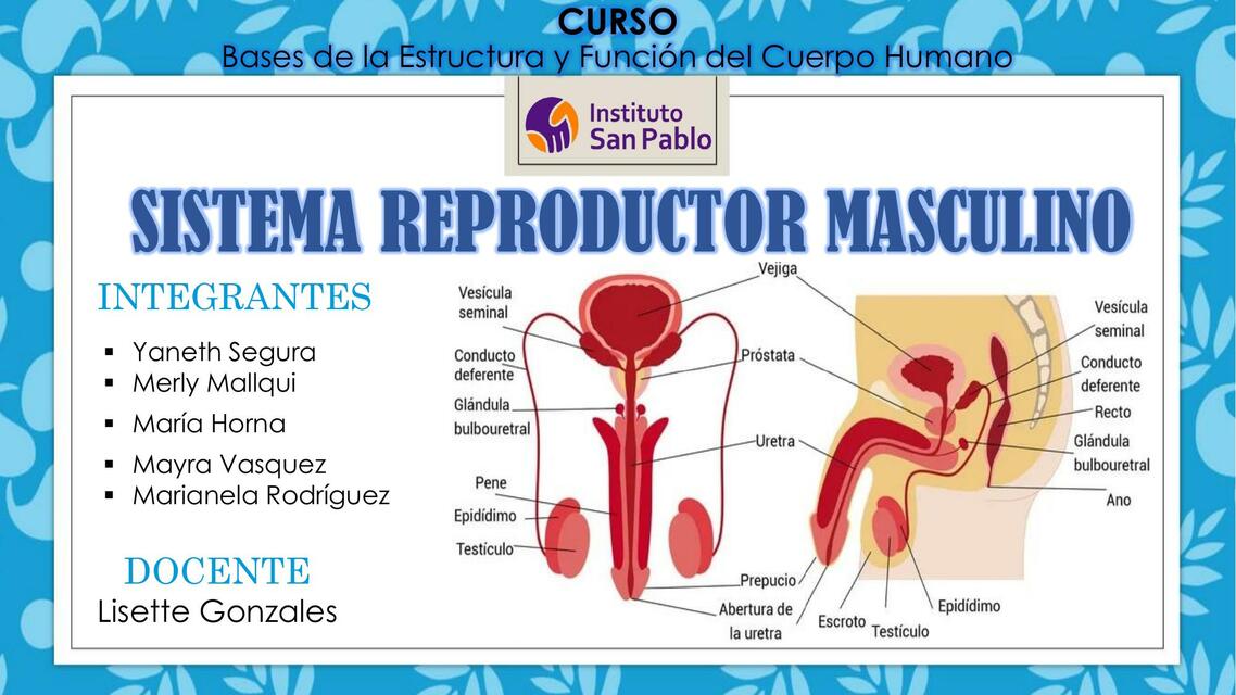 Sistema reproductor masculino