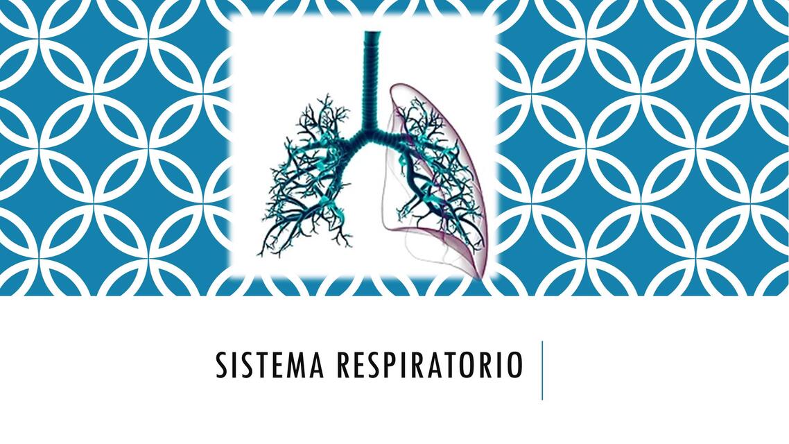 Sistema respiratorio 