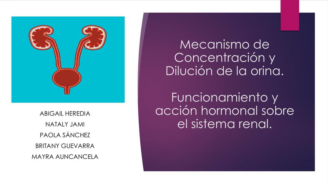 Mecanismo de Concentración y Dilución de la Orina 