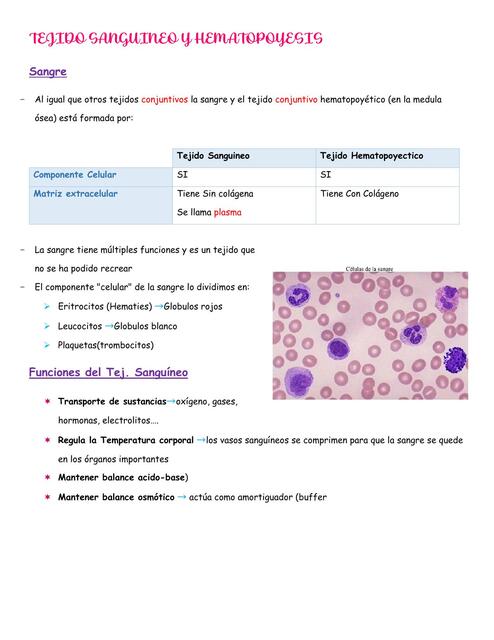 Tejido sanguíneo y hematopoyesis 