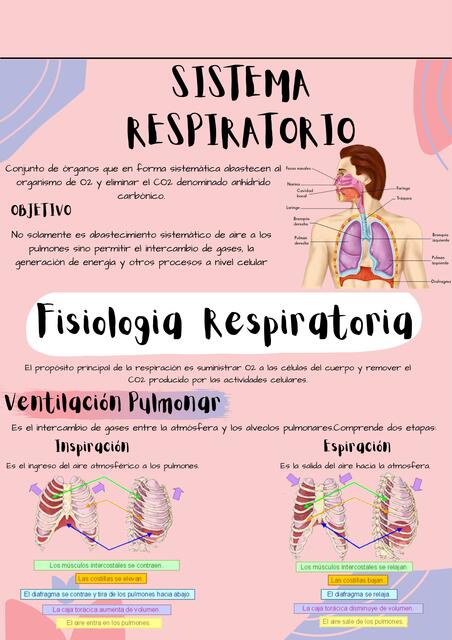 Sistema respiratorio