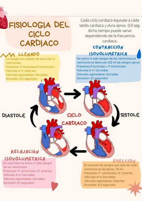 Ciclo cardiaco