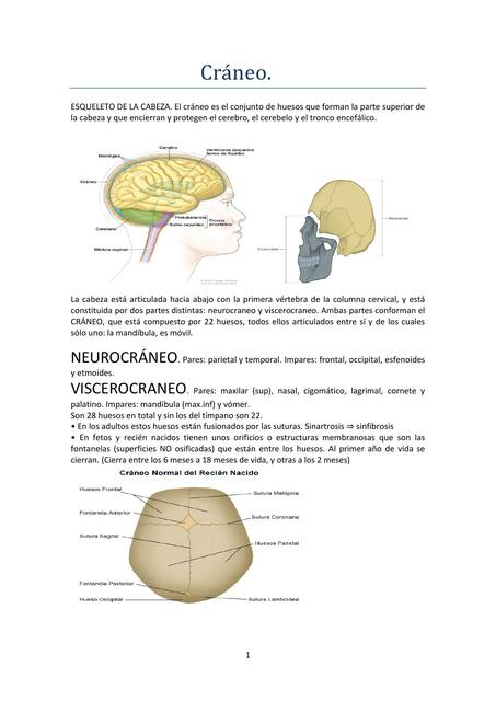 Cráneo