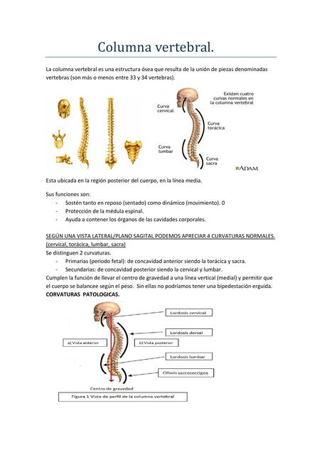 Columna Vertebral