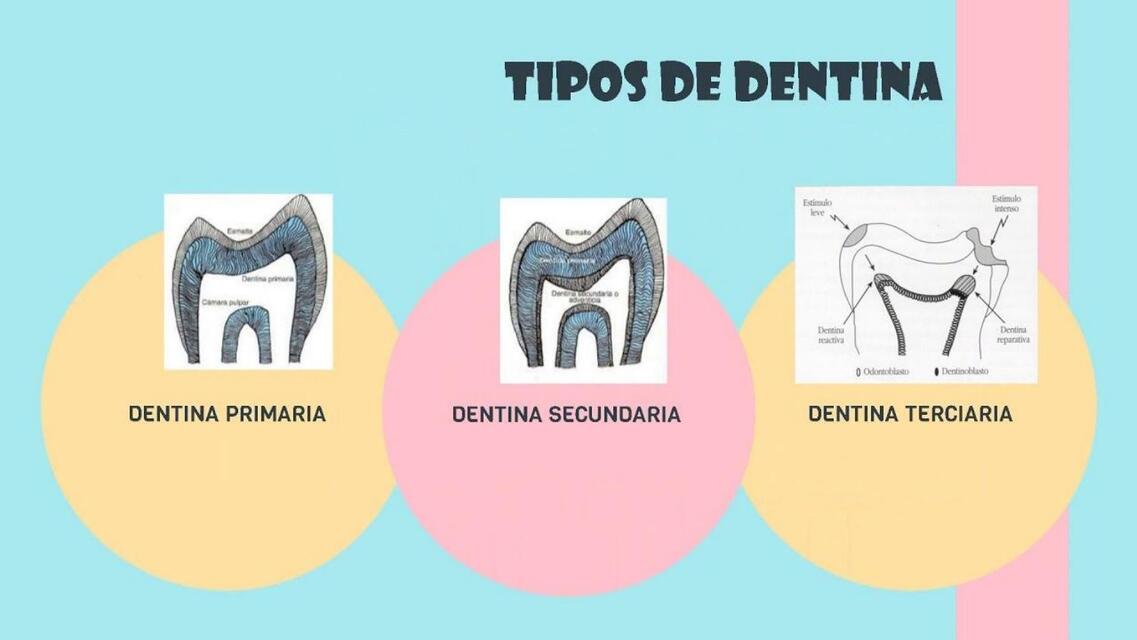 Dentina 