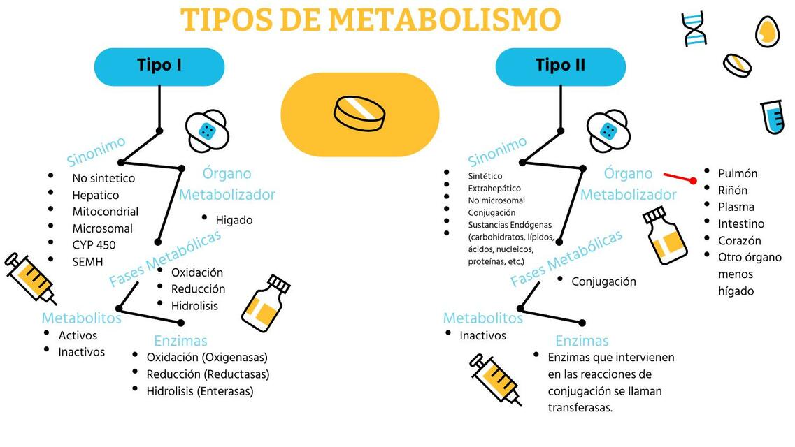 Tipos de metabolismo