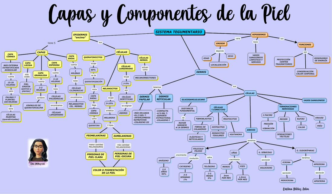 Capas y componenetes de la piel 