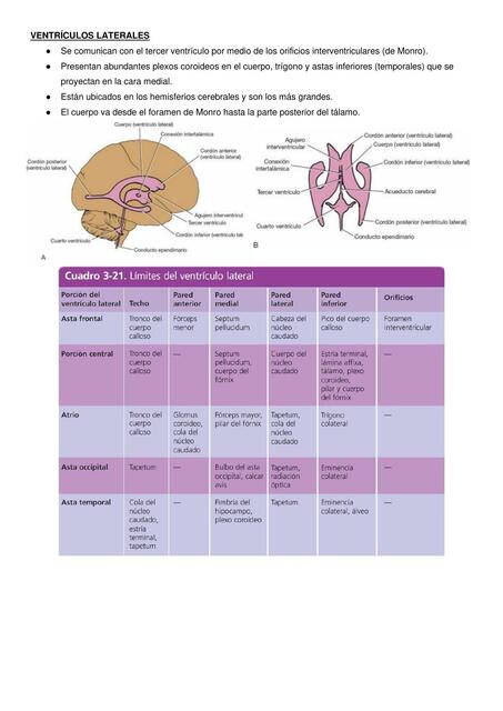 Sistema Ventricular y LCR