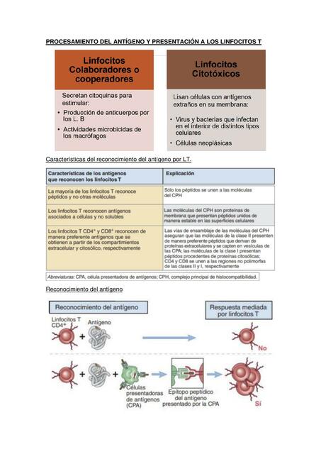 Procesamiento del antígeno