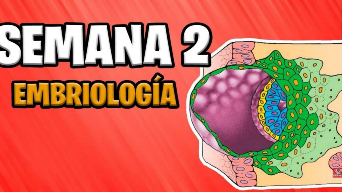 Diapositiva con imagenes de embriologia de la semana 2 y 3