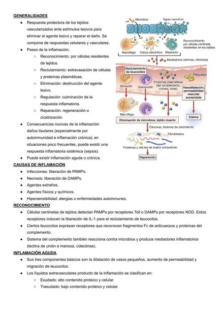 Inflamación y Reparación