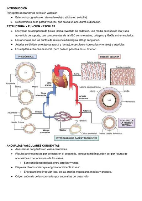 Enfermedades vasculares