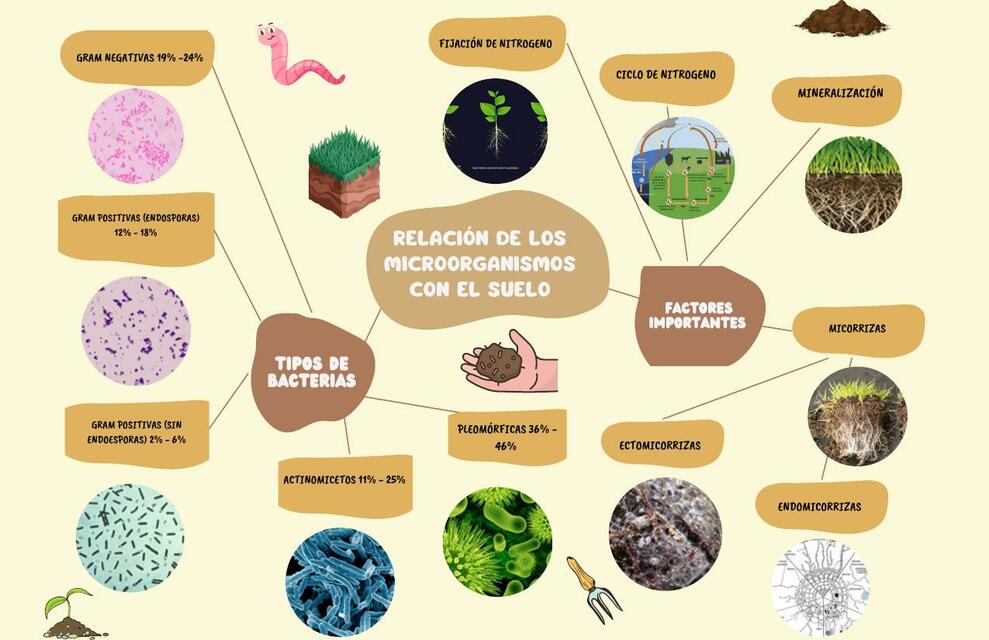 Ejemplo De Mapa Mental Del Suelo
