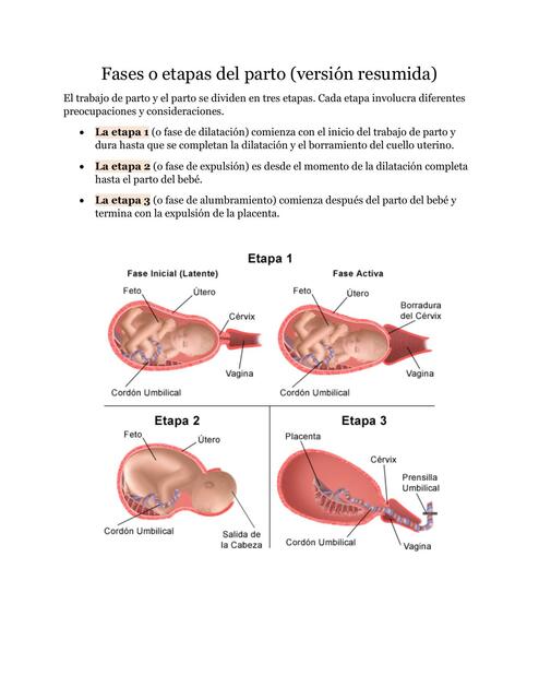 Fases del parto 
