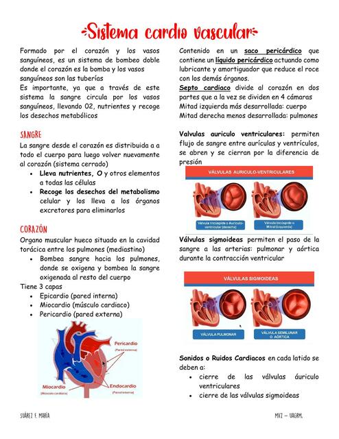 Sistema Cardiovascular 