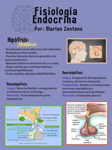 Fisiología Endocrino 