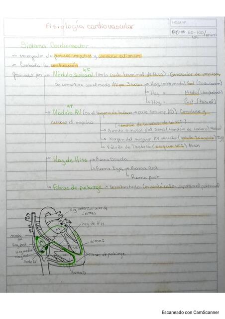 Fisiología del sistema cardiovascular  