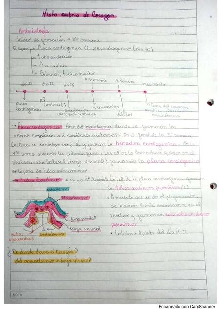 Embriologia e Histologia del corazón