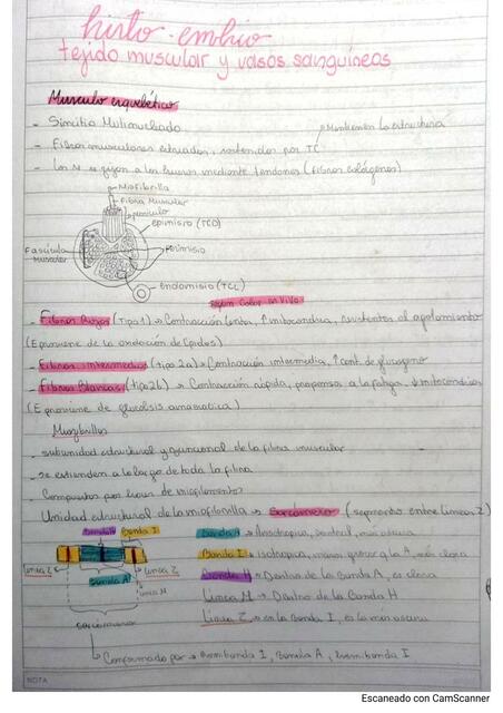 Histologia de grandes vasos y tejido muscular