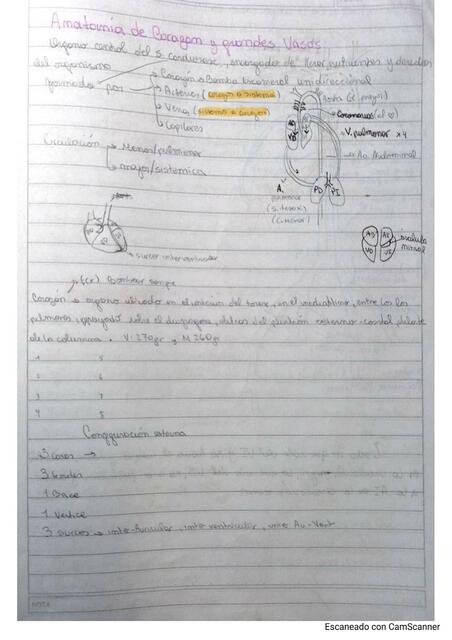 Anatomia corazón y grandes vasos