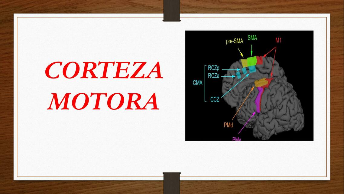 Corteza motora