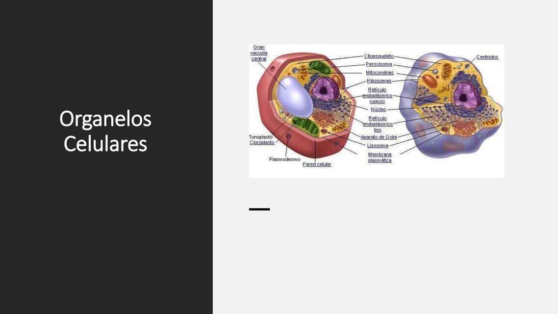 Orgánelos