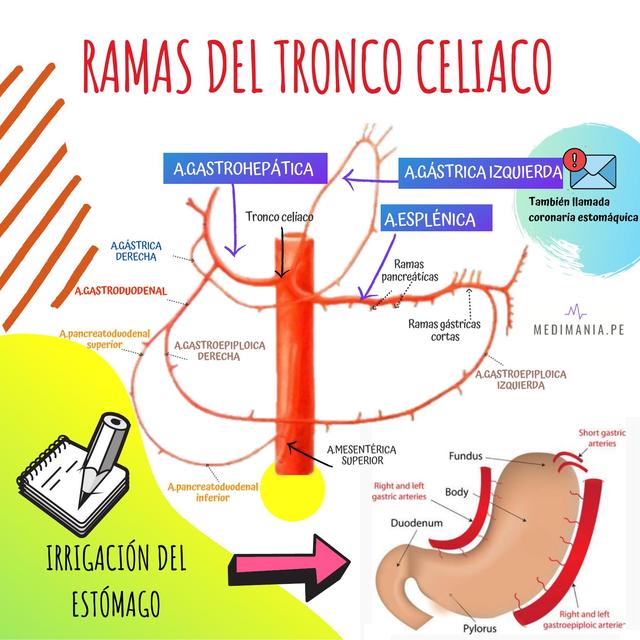 RAMAS DEL TRONCO CELIACO Gastroenterolog a Salud UDocz