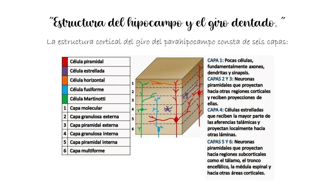 Neuroanatomía